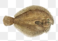Vintage flounder fish drawing png sea animal drawing illustration