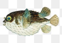 Vintage porcupinefish aquatic animal png illustration hand drawn