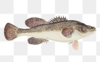 Murray cod png sea creature vintage drawing hand drawn clipart