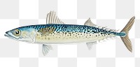 Antique drawing blue mackerel png marine life illustrated drawing