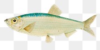 Sardine marine life png hand drawn illustration