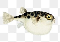 Ocean life pufferfish fish png vintage clipart illustration