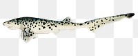 Broadnose sevengill shark png marine life hand drawn illustration