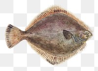 Ocean life flounder fish png vintage clipart illustration