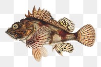 Antique red scorpion fish png illustration drawing clipart