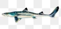 Ocean life spiny dogfish png shark vintage clipart illustration
