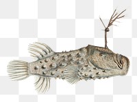 Vintage anglerfish aquatic animal png illustration
