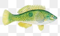 Vintage spotty fish png aquatic animal illustration