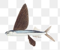 Antique flyfish fish png illustration drawing clipart