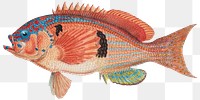 Hand drawn barber perch png ocean life vintage drawing