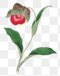 Flower png Cypripedium, vintage Japanese art remix from the David Murray collection