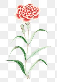 Flower png classic pink lemonade Carnation, vintage Japanese art remix from the David Murray collection