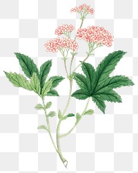 Flower png classic Filipendula Multijuga, vintage Japanese art remix from the David Murray collection