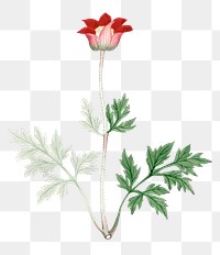 Poppy flower png, vintage Japanese art remix from the David Murray collection