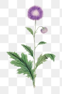 Retro flower png Echinops, vintage Japanese art remix from the David Murray collection