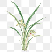 Flower png Cymbidium Goeringi, vintage Japanese art remix from the David Murray collection