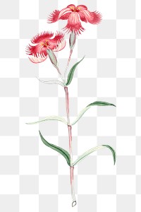 Classic flower png Dianthus Classic, vintage Japanese art remix from the David Murray collection