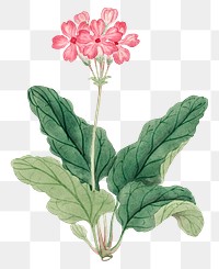 Flower png Pink Geranium, vintage Japanese art remix from the David Murray collection