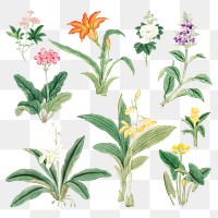 Flower collection classic sticker png in various species, vintage Japanese art remix from the David Murray collection