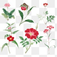Red antique flower sticker png set, vintage Japanese art remix from the David Murray collection