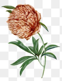 Aesthetic flower png sticker, vintage floral illustration, classic design element