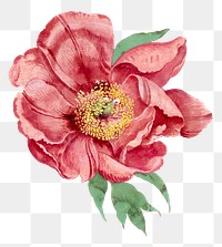 Aesthetic peony png sticker, vintage floral illustration, classic design element