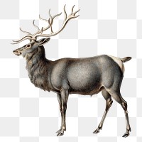 Vintage png elk illustration, remixed from artworks by Peter Rindisbacher