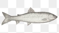 Vintage fish png illustration, remixed from the artwork by Henry Murphy