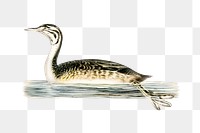 Png sticker great crested grebe bird hand drawn