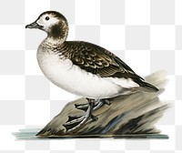 Long-tailed duck vintage bird png sticker hand drawn