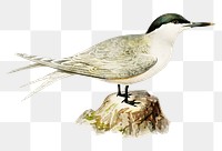 Png sticker sandwich tern bird hand drawn