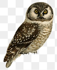 Tengmalm&#39;s owl vintage bird png sticker hand drawn