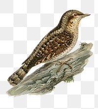 Png sticker eurasian wryneck bird hand drawn