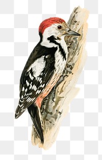 Png middle spotted woodpecker bird hand drawn