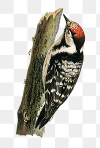 Lesser spotted woodpecker png bird hand drawn
