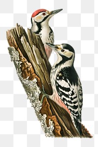White-backed woodpecker pair png bird hand drawn