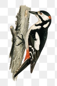 Great spotted woodpecker png bird hand drawn