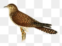 Common cuckoo bird png hand drawn