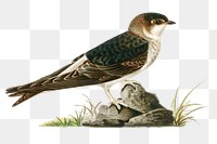 Common house martin bird png hand drawn