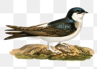 Common house martin bird png hand drawn