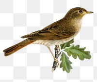 Thrush nightingale bird png hand drawn