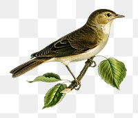 Garden warbler bird png hand drawn