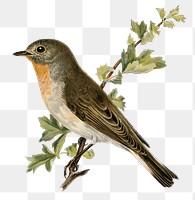Red-breasted flycatcher bird png hand drawn