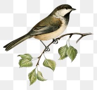 Grey-headed chickadee bird png hand drawn