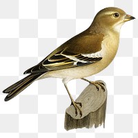 Common chaffinch bird png hand drawn