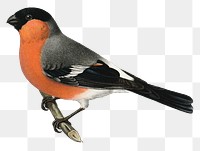 Female Eurasian bullfinch bird png hand drawn