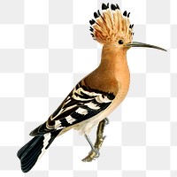 Eurasian hoopoe bird png hand drawn