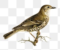 Mistle thrush bird png hand drawn