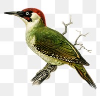 European green woodpecker png bird hand drawn