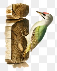 European green woodpecker png bird hand drawn